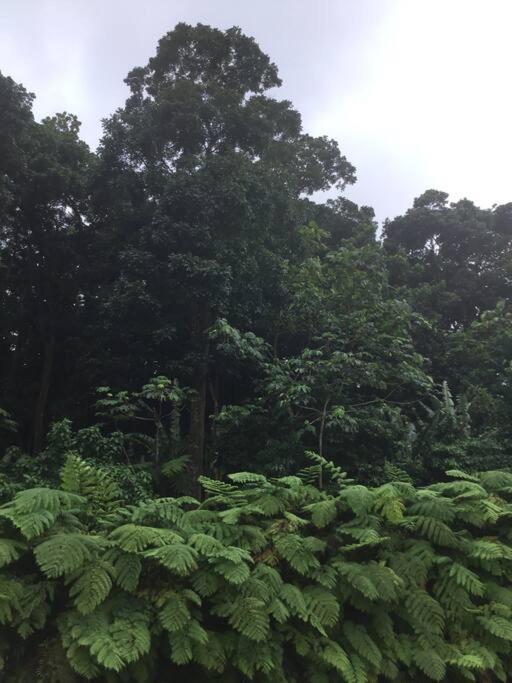 Les Lucioles 1 Beau T2 En Foret Tropicale Avec Acces Piscine Saint-Joseph Kültér fotó